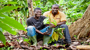 Cocoa worker in Côte d'Ivoire
