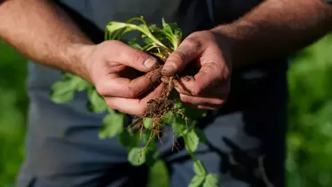 Farmer's hands holding some plant and soil.